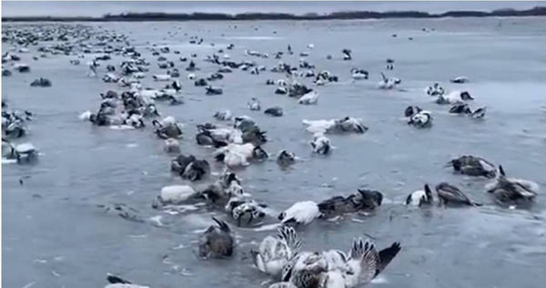 新疆最冷的地區溫度甚至低至零下52.3度，導致湖裡成群的水鳥瞬間被凍死，冰封在湖面上。（圖／X）