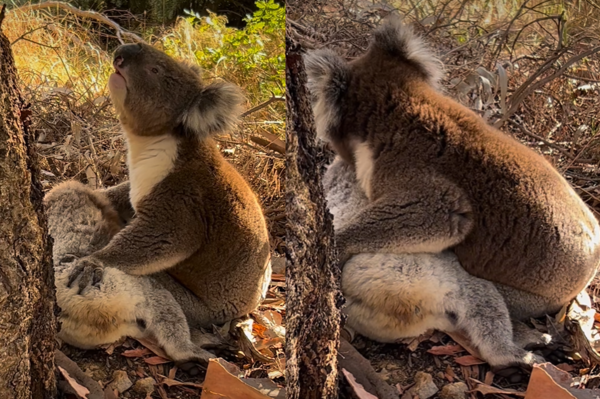 澳洲無尾熊哀悼同伴。（圖／翻攝自Koala Rescue臉書）