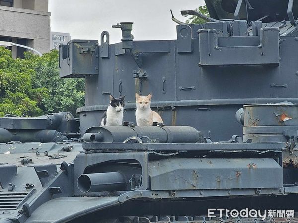 ▲2喵星人坐坦克車「放大看有亮點」　網友喊投降：願意被貓貓統治。（圖／網友胡先生提供）