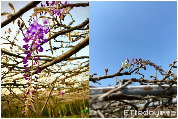 ▲「淡水紫藤花園」業者表示，目前的花況都是含苞待放，預計越靠近3月底會越盛開。（圖／業者Ray提供）