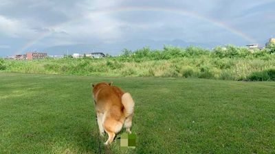 主人帶愛柴「草地散步見大彩虹」　興奮合照見照片：下方一坨咖啡色的