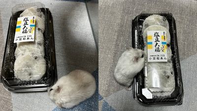 鼠鼠見「豆大福困塑膠盒」以為朋友受難了　徘徊攀爬：怎麼救牠們