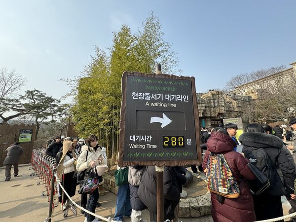 ▲▼ 南韓大貓熊「福寶」（Fu Bao）即將返回中國，大批韓國民眾在3日最後亮相日來看福寶。（圖／CFP）