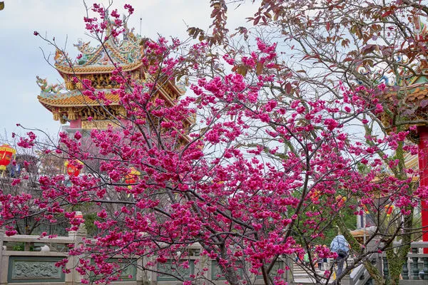 ▲新北林口3處賞櫻景點大公開。(圖/新北市景觀處提供)