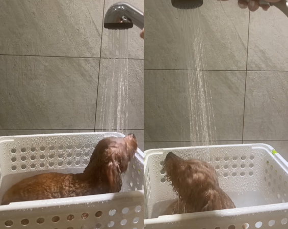 貴賓狗超熱愛洗澡。（圖／有點毛毛的／網友李翎嘉投稿）