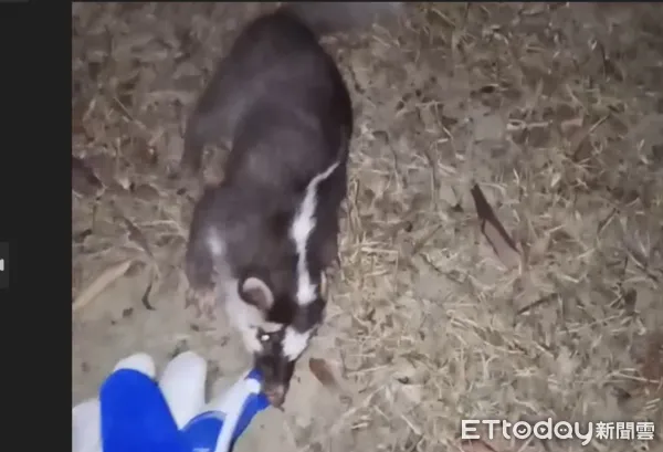 ▲車城鄉近日出現鼬獾闖入民宅並有主動攻擊行為 。(圖/記者陳崑福翻攝)