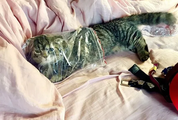 台北市議員王欣儀曬愛貓照。(圖/翻攝自Facebook/王欣儀)