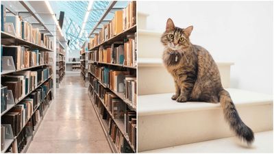 弄丟書要被罰款！美圖書館設計「可用貓咪照片相抵」　盼吸引讀者回流
