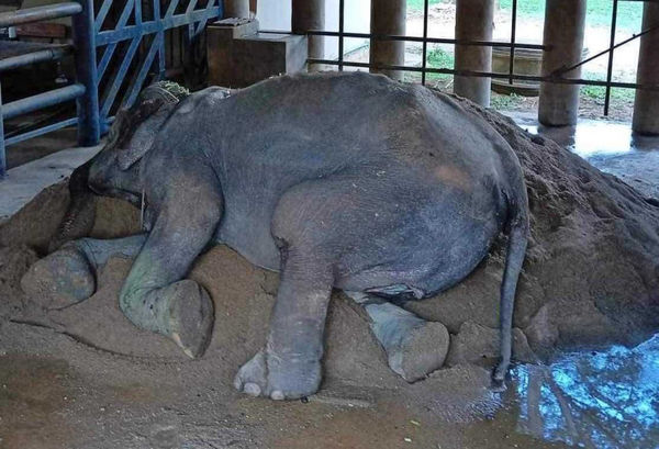 大象奶奶Somboon安穩的在沙堆中熟睡。（圖／翻攝Save Elephant Foundation）