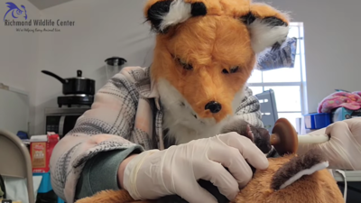 救援人員頭戴「狐狸面具」！手握幼崽餵食　奇特造型阻隔氣味沾染