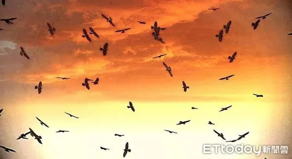 ▲南投市公所辦理橫山賞鷹觀光季活動。(圖/南投市公所提供,下同)