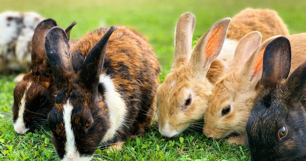 荷蘭一名男圖獨自到動物園，並將11隻兔子及天竺鼠勒死。（示意圖／Unsplash）