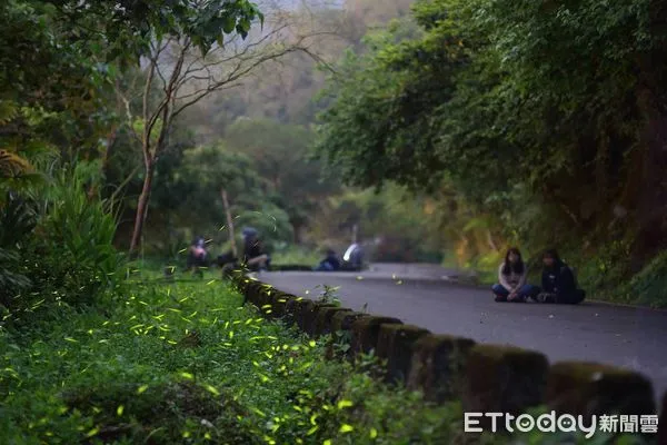 ▲▼一年一度的鯉魚潭賞螢季又來囉!今年將以「療癒」作為主題規劃一系列活動。(圖/縱管處提供,下同)