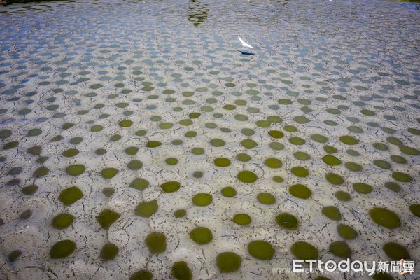 吳郭魚巢穴。（圖／嘉義攝影師洪年宏提供）