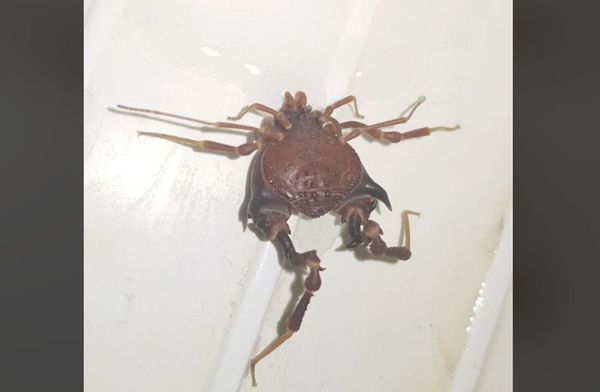 智利一名男子家中浴室被厚背蠍蛛入侵，當他洗澡時赫然驚見，感到十分恐怖。（翻攝reddit）