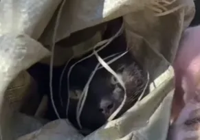 ▲▼湖南一男子在校內虐殺浪貓。(圖/翻攝自澎湃新聞)