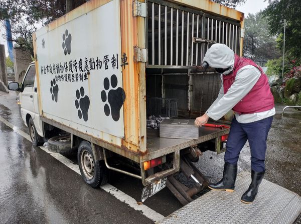 ▲▼公園上廁所驚見「馬桶有蛇」張嘴吐蛇信！　民眾嚇壞急通報。（圖／新北市動保處提供）