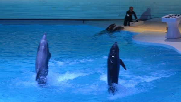 ▲▼瑞典科爾莫登野生動物園（Kolmården Zoo）明星動物、高齡40歲的雌寬吻海豚「涅斐勒」（Nephele）誤食人造水草，竟然因此活活噎死。（圖／翻攝X@Dolphin_Project）