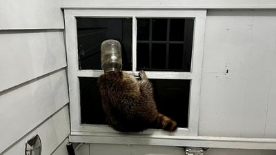 自家後院見浣熊「頭卡塑膠罐」求救　他無奈發文籲：瓶罐要洗乾淨