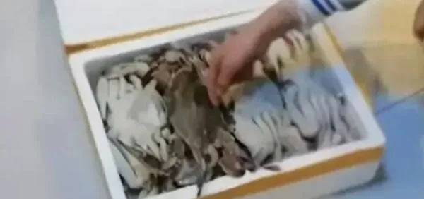 ▲▼ 買空殼螃蟹 。(圖/翻攝 中國網 )