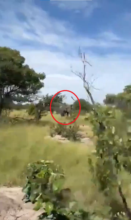 ▲▼尚比亞獵遊旅行團遭攻擊！　大象抓狂一路狂追「用象牙掀翻卡車」。（圖／翻攝自X@CollinRugg）