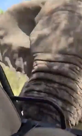 ▲▼尚比亞獵遊旅行團遭攻擊！　大象抓狂一路狂追「用象牙掀翻卡車」。（圖／翻攝自X@CollinRugg）