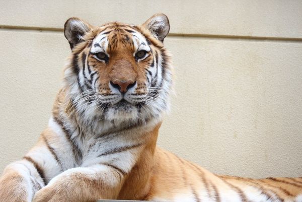 ▲▼日本最高齡的東北虎，由京都市動物園飼養的19歲母虎「アオイ」（Aoi）9日過世。圖為2020年5月。（圖／翻攝自Facebook／京都市動物園）