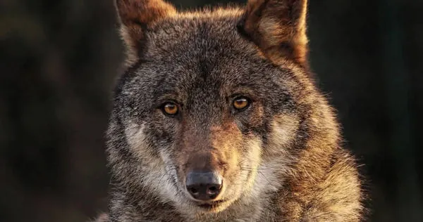 菲律賓一名媽媽生下長得像狼的兒子,自責是懷孕期間吃了貓肉的詛咒。(示意圖/翻攝自pixabay)