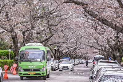 釜山自由行這條「櫻花隧道」必訪！