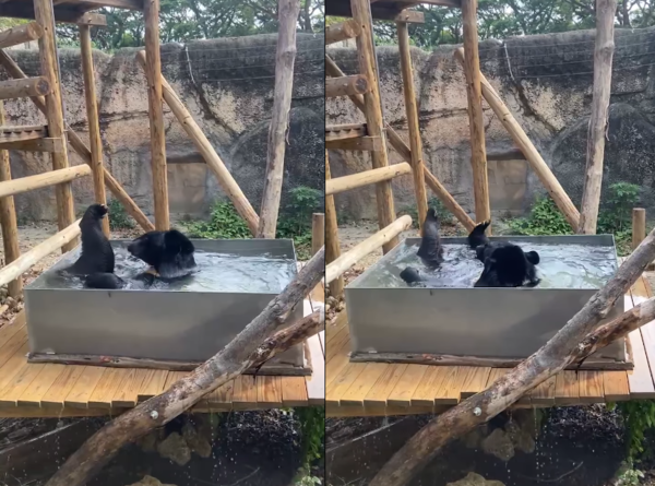 台灣黑熊黑皮洗澡。（圖／翻攝自壽山動物園）