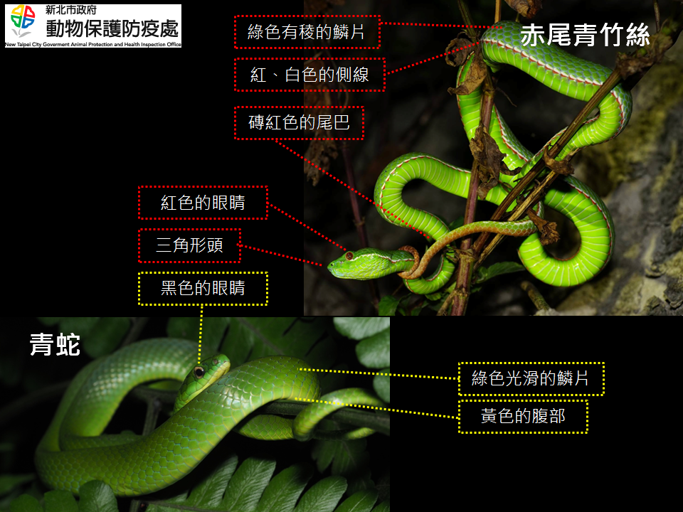 分辨青蛇與赤尾青竹絲。（圖／翻攝自Facebook／新北市政府動物保護防疫處）