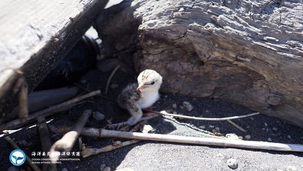 燕鷗到訪台灣生寶寶！這3縣市發現數量最多　海邊活動遵守4不1要