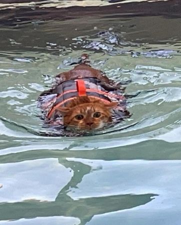 胖貓游泳。（圖／翻攝自Vanderburgh Humane Society）