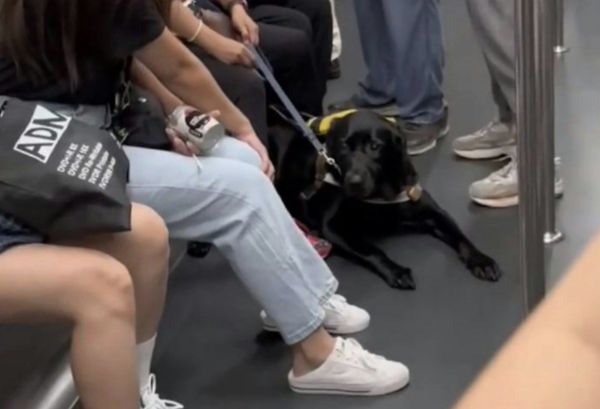 ▲香港一名老伯在地鐵上辱罵導盲犬，被視障女主人一句話霸氣反擊。（圖／翻攝臉書香港突發事故報料區）