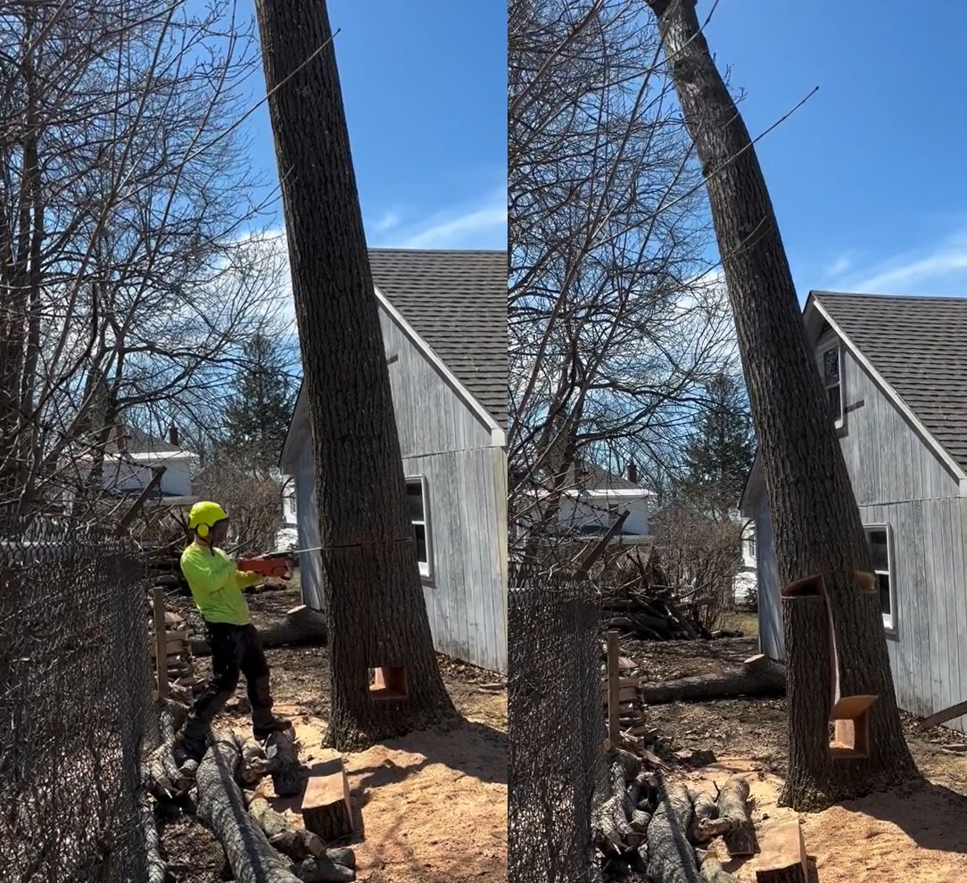 ▲神人鋸大樹。(圖/翻攝TikTok,下同)