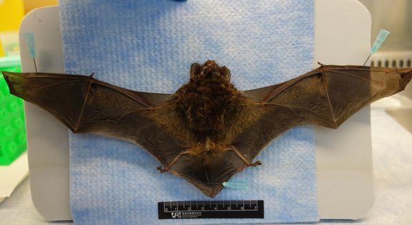 ▲▼新北市蝙蝠檢出臺灣蝙蝠麗沙病毒第二型。（圖／防檢局提供）