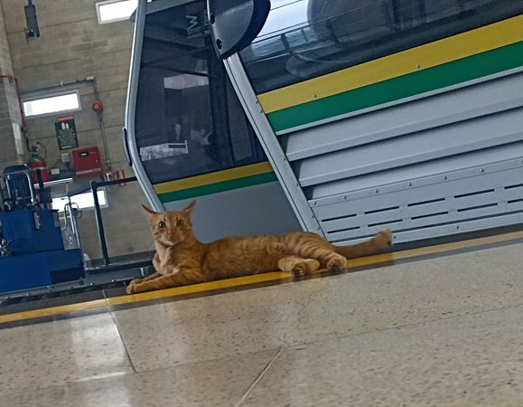 貓咪每天光顧地鐵站。（圖／翻攝自X@metrodemedellin）
