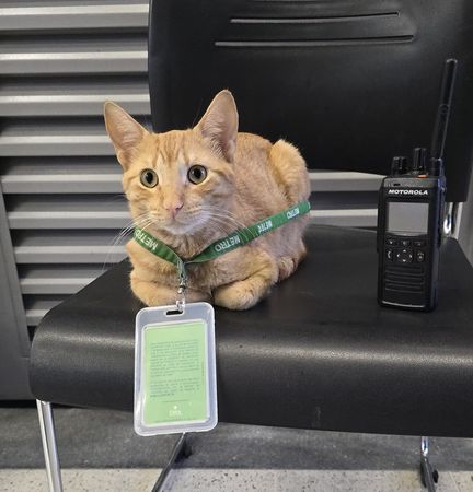 貓咪每天光顧地鐵站。（圖／翻攝自X@metrodemedellin）