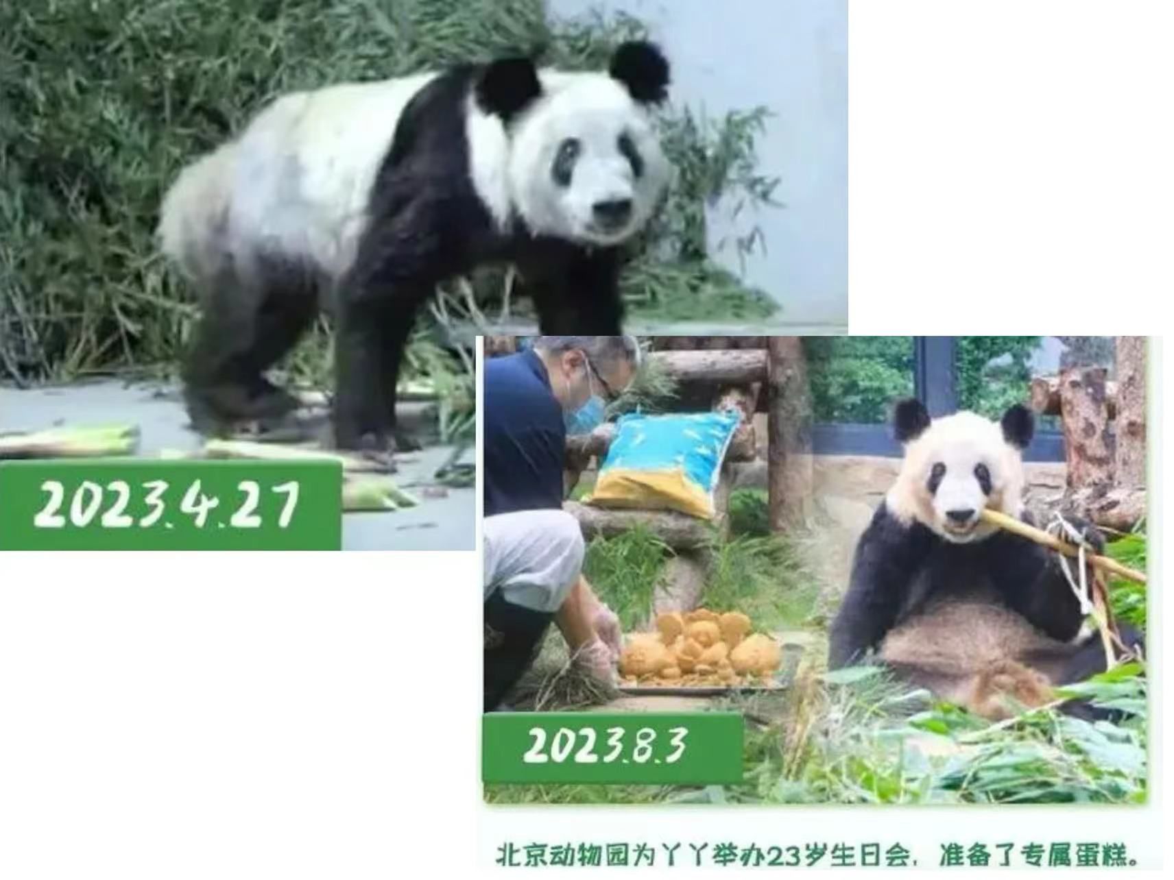 ▲▼ 大貓熊丫丫變胖、回國一週年 。(圖/翻攝 中國新聞網)