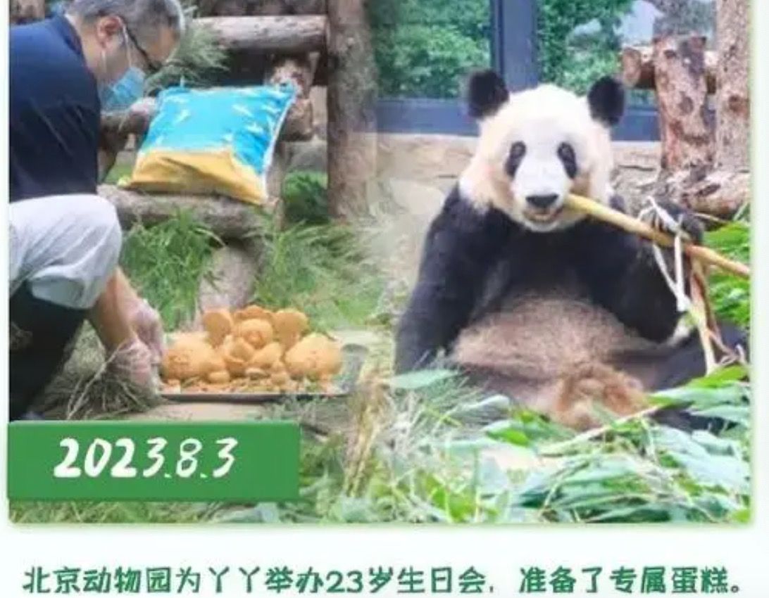 ▲▼ 大貓熊丫丫變胖、回國一週年 。(圖/翻攝 中國新聞網)