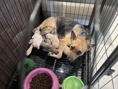 狗狗結紮2次還生下5寶寶！她回家嚇到　獸醫說明就醫情況