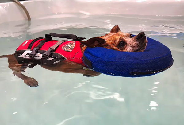 狗狗游泳課變泡湯。（圖／有點毛毛的／飼主Ann Yang投稿）