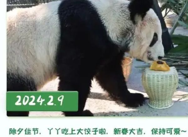 ▲▼ 大貓熊丫丫變胖、回國一週年 。(圖/翻攝 中國新聞網)