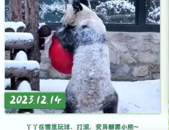 ▲▼ 大貓熊丫丫變胖、回國一週年 。(圖/翻攝 中國新聞網)