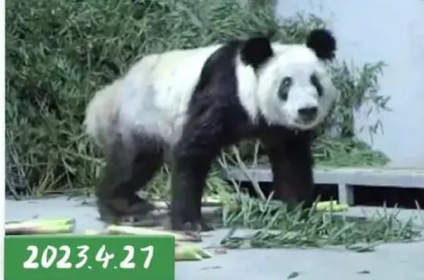 ▲▼ 大貓熊丫丫變胖、回國一週年 。(圖/翻攝 中國新聞網)