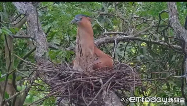 ▲台南山上花園水道博物館,日前與生態團體合作架設設備,觀察園區黑冠麻鷺孵卵過程,讓民眾有機會觀察到黑冠麻鷺爸媽,在大雨中護蛋及抵禦外侮的過程。(圖/記者林東良翻攝,下同)