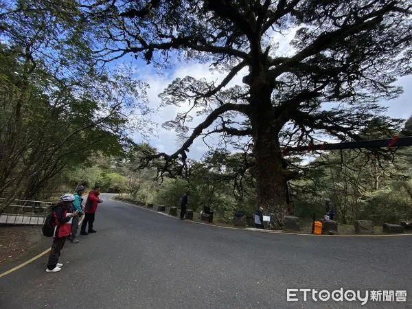 ▲玉管處與臺大實驗林管理處聯手保護塔塔加900歲大鐵杉。(圖/玉山國家公園管理處提供,下同)