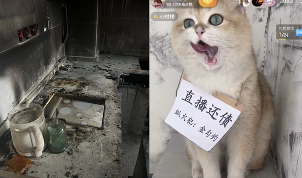 小貓開爐炸毀全家被迫直播還債　「最萌縱火犯照」爆紅網狂抖內。（圖／翻攝自抖音／金勾釣）