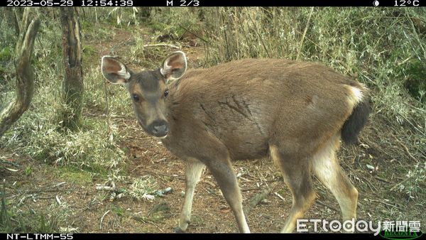 ▲林業署公布野生動物監測結果。(圖/林業保育署提供)
