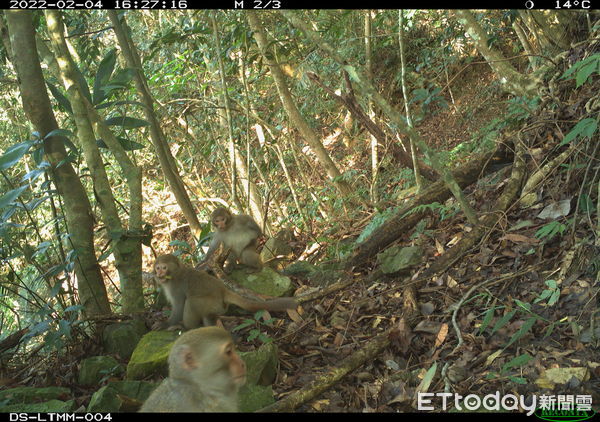 ▲林業署公布野生動物監測結果。(圖/林業保育署提供)